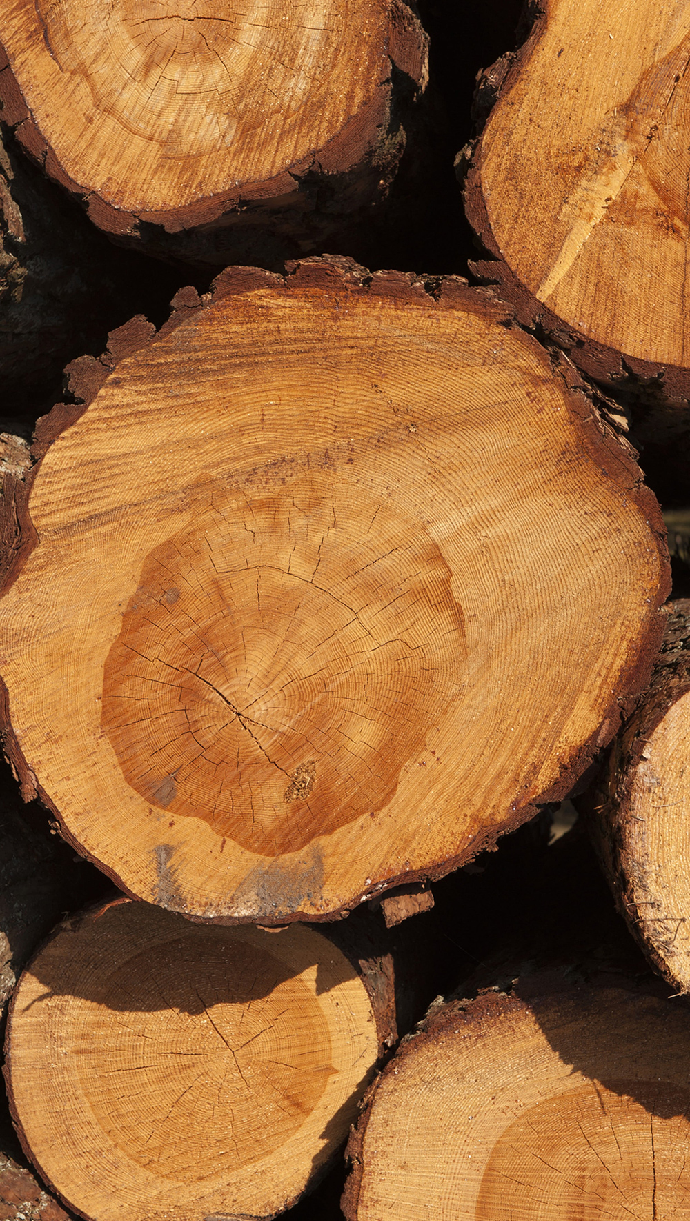 Le bois, un matériau